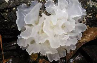 都是真菌，为啥银耳长得一点也不像蘑菇？